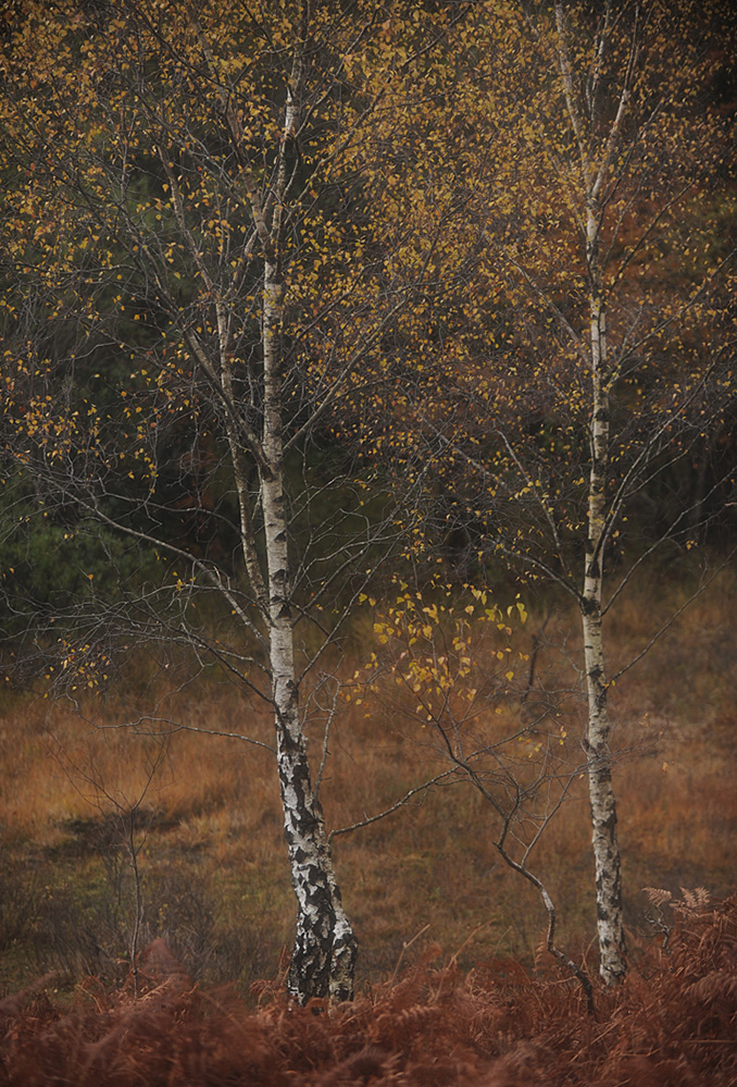 Autumn Golden Birch, Culverley 2
